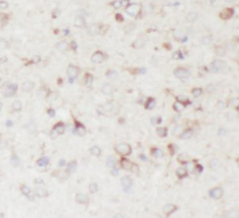 GPR139 Rabbit Polyclonal Antibody