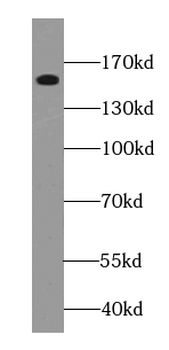 GPRASP1 Specific Rabbit Polyclonal Antibody