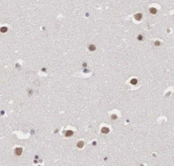 GPRASP1 Specific Rabbit Polyclonal Antibody