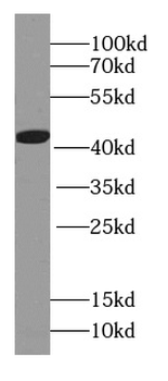 HBQ1 Specific Rabbit Polyclonal Antibody