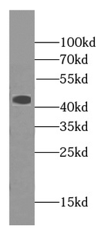 HBZ Specific Rabbit Polyclonal Antibody