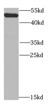 TGFB1I1 Rabbit Polyclonal Antibody