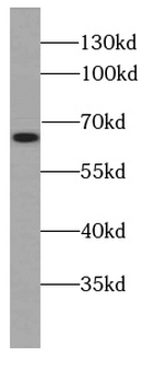 HMGXB4 Rabbit Polyclonal Antibody