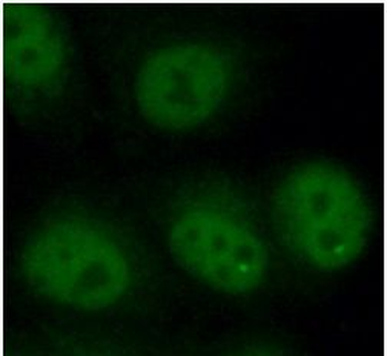 ELAVL1 Rabbit Polyclonal Antibody