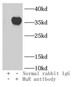 ELAVL1 Rabbit Polyclonal Antibody