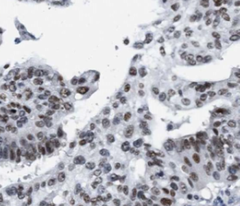 ELAVL1 Rabbit Polyclonal Antibody