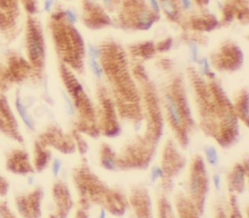 IGBP1 Antibody