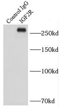 IGF2R Specific Rabbit Polyclonal Antibody