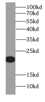IL19 Antibody