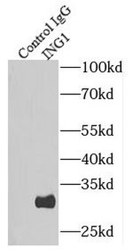 ING1 specific Rabbit Polyclonal Antibody