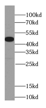ING3 specific Rabbit Polyclonal Antibody