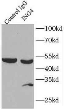 ING4 specific Rabbit Polyclonal Antibody