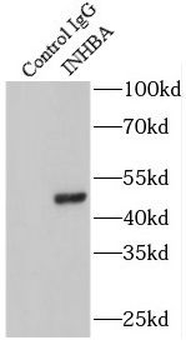 INHBA Specific Rabbit Polyclonal Antibody