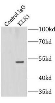 KLK1 Antibody