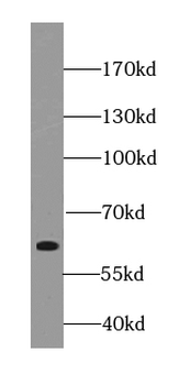 SHTN1 Rabbit Polyclonal Antibody