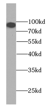KIFAP3 Mouse Monoclonal Antibody
