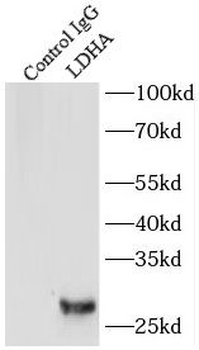 LDHA Antibody