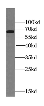 LCP1 Antibody
