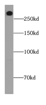 LRP2 Antibody