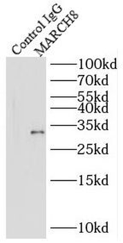 MARCHF8 Rabbit Polyclonal Antibody
