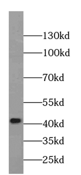 MAS1L Specific Rabbit Polyclonal Antibody