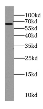 MLPH Mouse Monoclonal Antibody