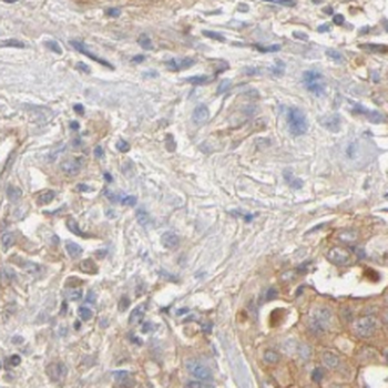 MLPH Mouse Monoclonal Antibody