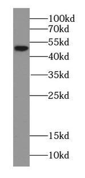 ERRFI1 Rabbit Polyclonal Antibody