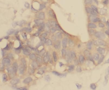 ERRFI1 Rabbit Polyclonal Antibody