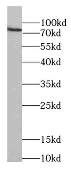 MKLN1 Rabbit Polyclonal Antibody