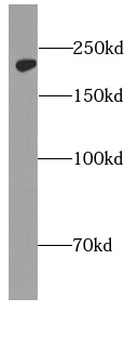 MYH10 Antibody