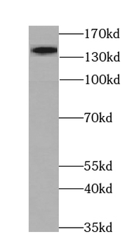 MYPN Specific Rabbit Polyclonal Antibody