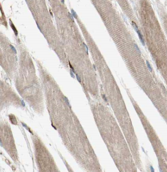 MYPN Specific Rabbit Polyclonal Antibody