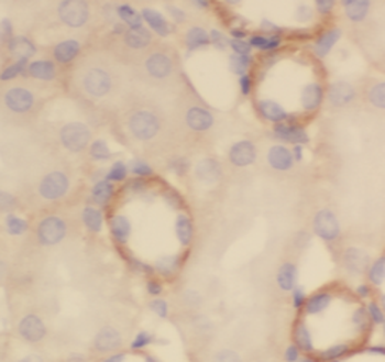 CIAO3 Specific Rabbit Polyclonal Antibody