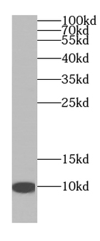 NDUFA4L2 Mouse Monoclonal Antibody