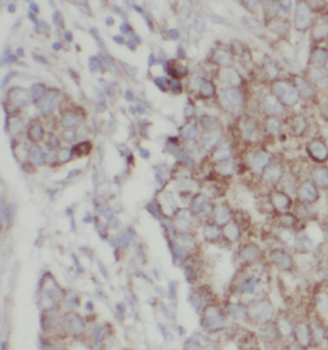 NDUFA4L2 Mouse Monoclonal Antibody