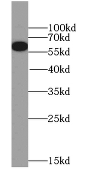 NELFA Rabbit Polyclonal Antibody