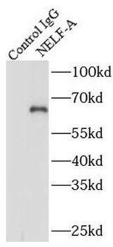 NELFA Rabbit Polyclonal Antibody