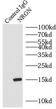 NRGN Rabbit Polyclonal Antibody