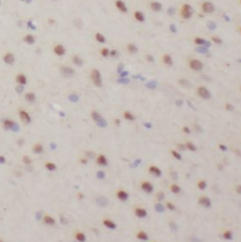 NRGN Rabbit Polyclonal Antibody