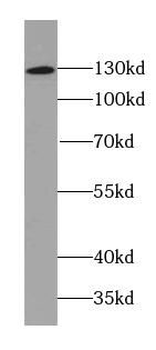 NRP1 Mouse Monoclonal Antibody