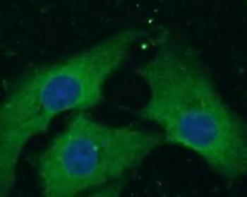 NRP1 Mouse Monoclonal Antibody