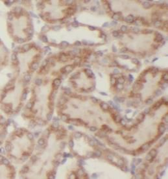 NRP1 Mouse Monoclonal Antibody