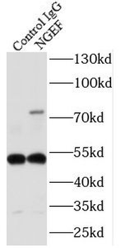 NGEF Rabbit Polyclonal Antibody