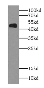 NOB1 Antibody