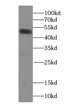 NOX3 Specific Rabbit Polyclonal Antibody