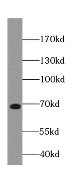 NUMBL Mouse Monoclonal Antibody