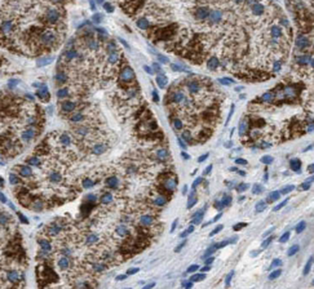 NUMBL Mouse Monoclonal Antibody