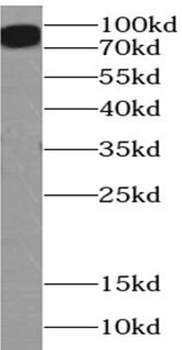 POU2F1 Rabbit Polyclonal Antibody