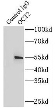 POU2F2 Antibody
